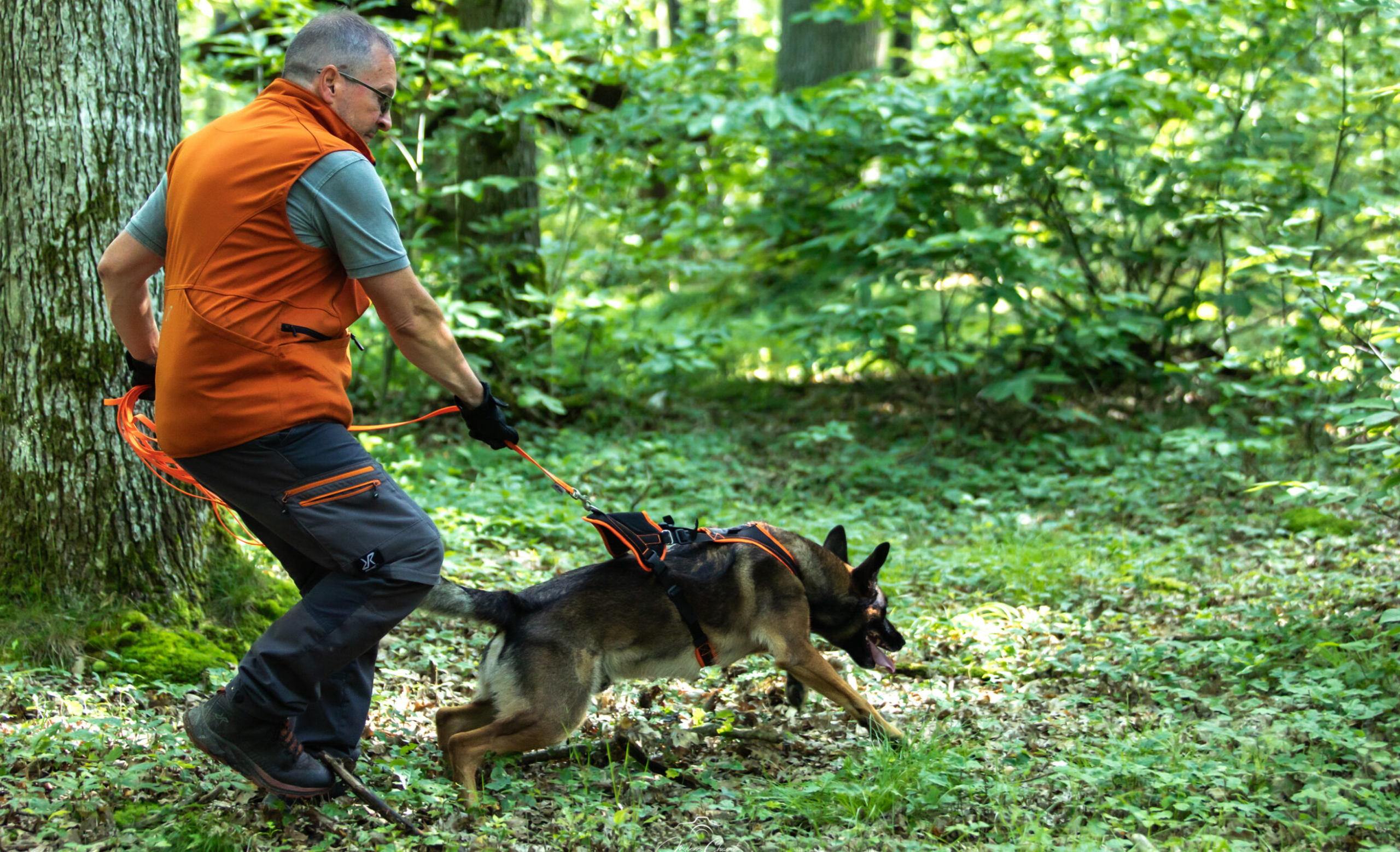 Éthique éducation canine