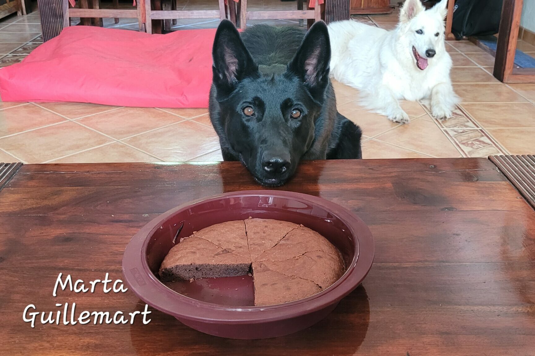Vol de nourriture chez le chien