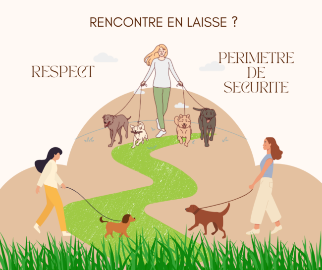 Les chiens – Rencontre en laisse VS pas de rencontre en laisse